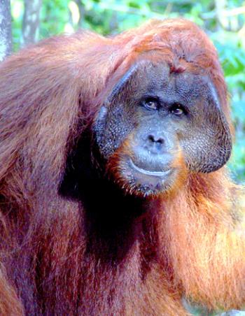 Up close with a male orangutan in Borneo, Indonesia. Photo by Jean DeVinney